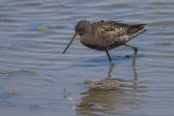 Spotted Redshank 2 - Titchwell 250616