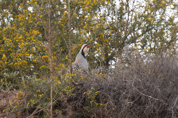 Chukar - Apr 24