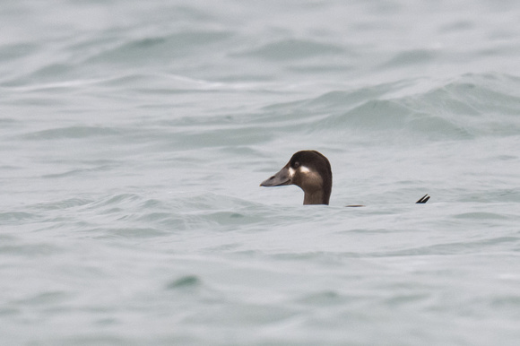 Surf Scoter 12 - Scilly - 201023