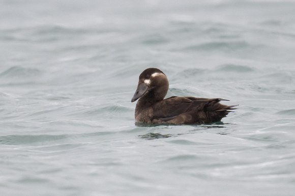 Surf Scoter 11 - Scilly - 201023