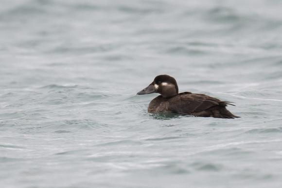 Surf Scoter 10 - Scilly - 201023