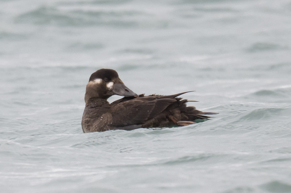 Surf Scoter 9 - Scilly - 201023