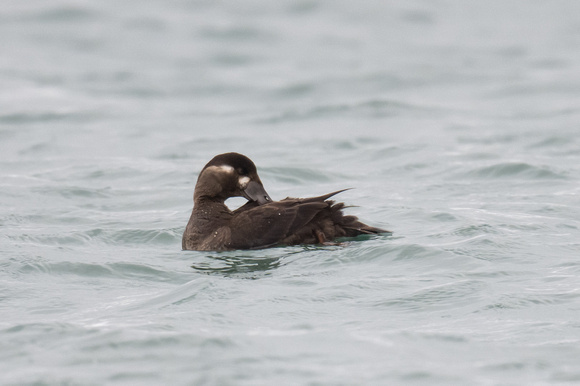 Surf Scoter 8 - Scilly - 201023