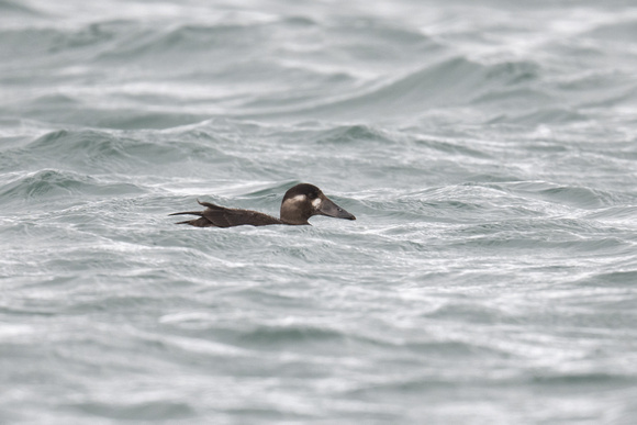 Surf Scoter 7 - Scilly - 201023