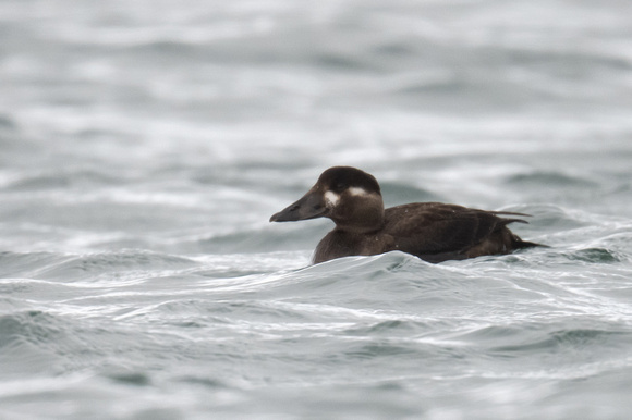 Surf Scoter 6 - Scilly - 201023