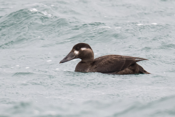 Surf Scoter 4 - Scilly - 201023
