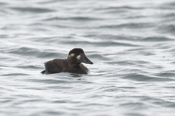 Surf Scoter 5 - Scilly - 201023