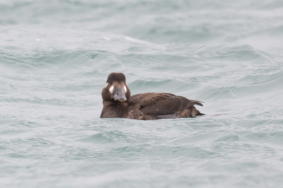 Surf Scoter 3 - Scilly - 201023