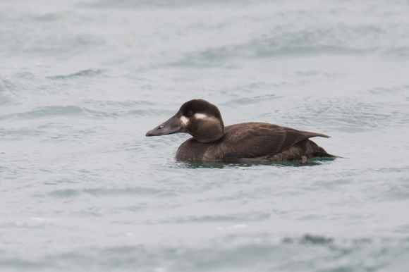 Surf Scoter - Scilly - 201023