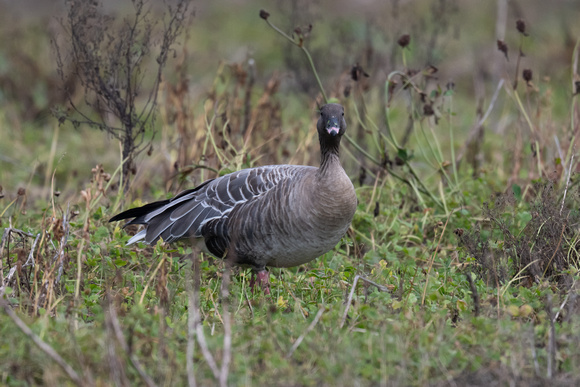 Pink-footed Goose 2 - Scilly - 071023