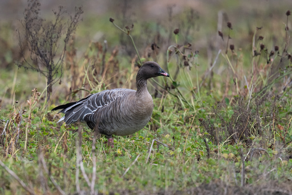 Pink-footed Goose - Scilly - 071023
