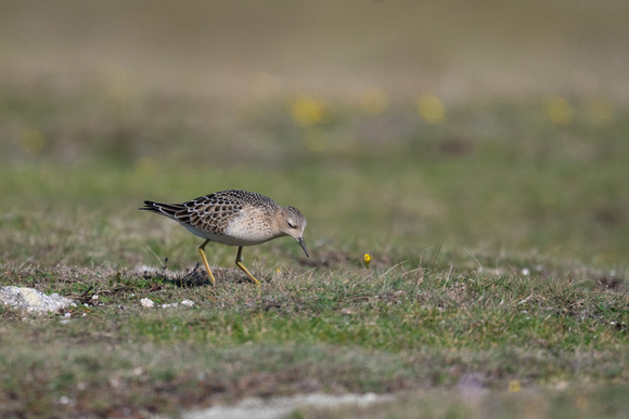Buff-breasted Sandpiper 8 - Scilly - 061023