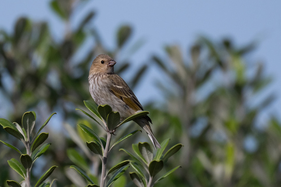 Common Rosefinch 4 - Scilly - 051023