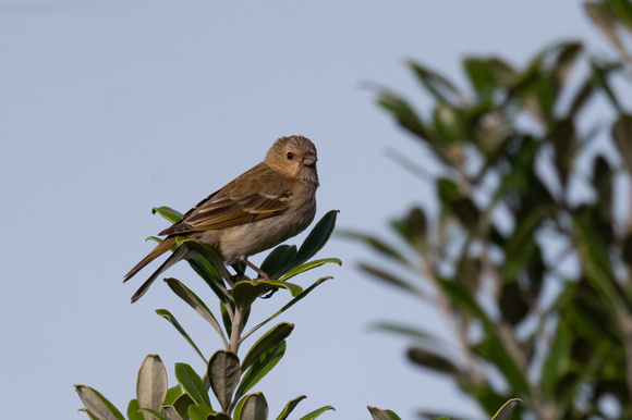 Common Rosefinch 3 - Scilly - 051023