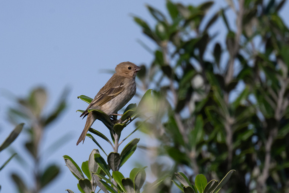 Common Rosefinch 2 - Scilly - 051023