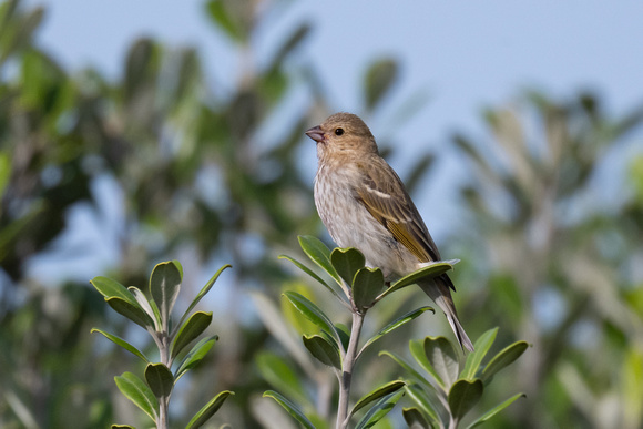 Common Rosefinch - Scilly - 051023