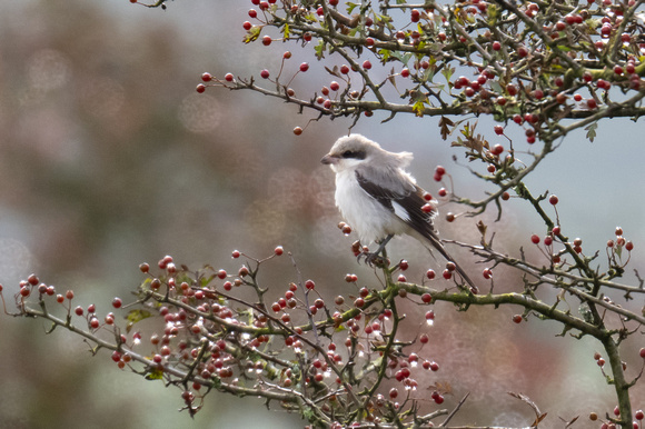 Lesser Grey Shrike 2 - Bodmin Moor - 041023