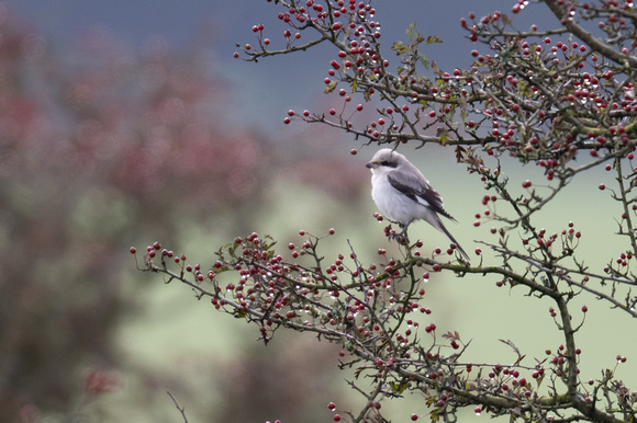 Lesser Grey Shrike - Bodmin Moor - 041023