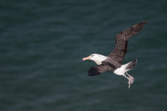 Black-browed Albatross 13 - Bempton - 110921