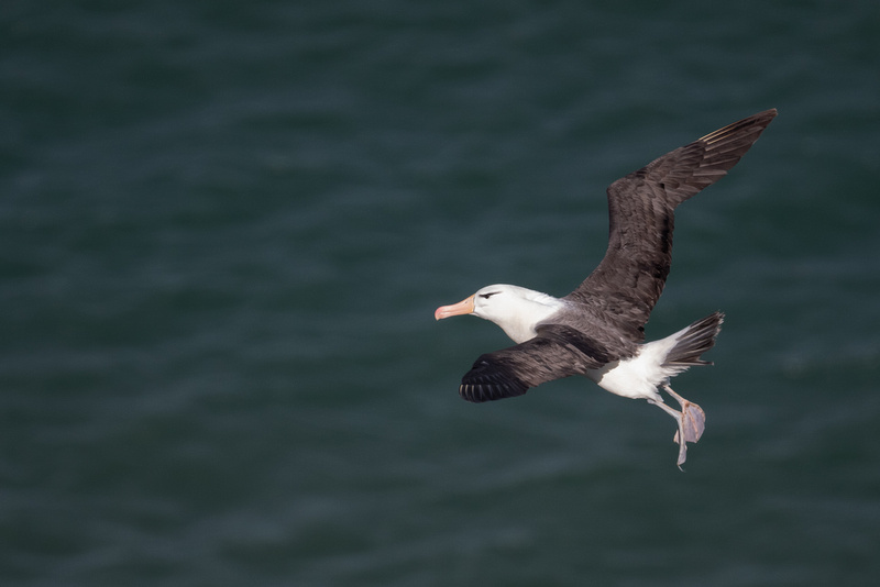 Black-browed Albatross 13 - Bempton - 110921