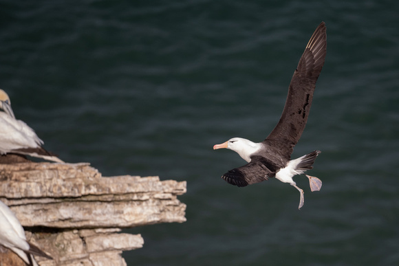 Black-browed Albatross 10 - Bempton - 110921