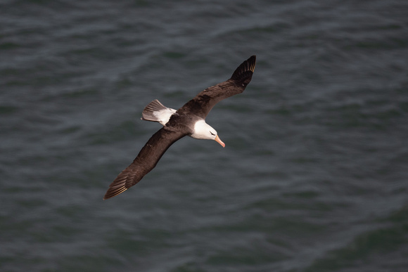 Black-browed Albatross 7 - Bempton - 110921
