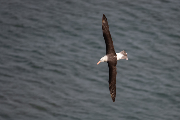 Black-browed Albatross 8 - Bempton - 110921