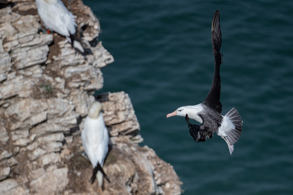 Black-browed Albatross - Bempton - 110921