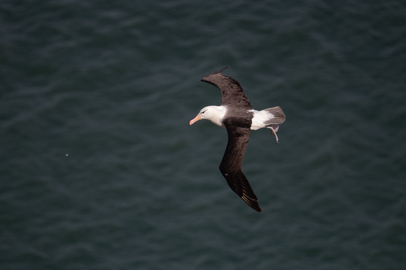 Black-browed Albatross 11 - Bempton - 110921