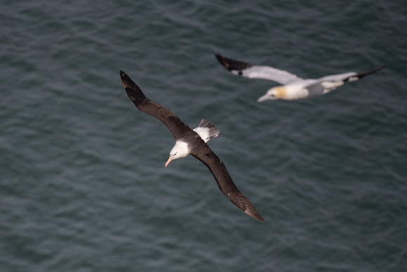 Black-browed Albatross 6 - Bempton - 110921