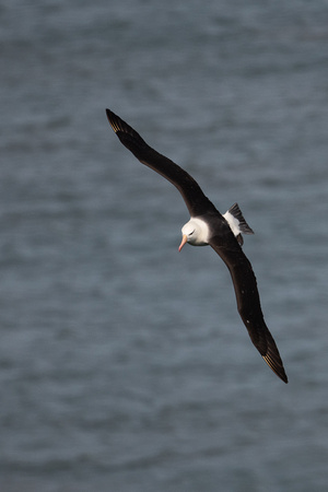 Black-browed Albatross 4 - Bempton - 110921