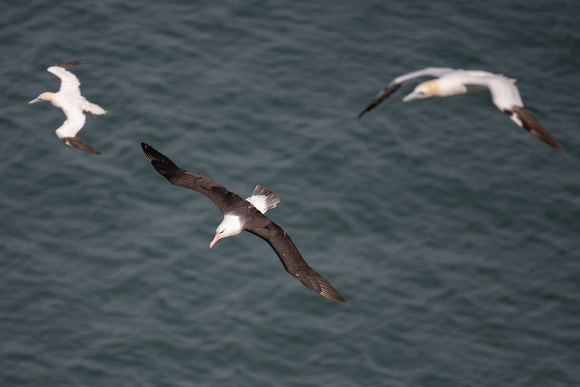 Black-browed Albatross 5 - Bempton - 110921
