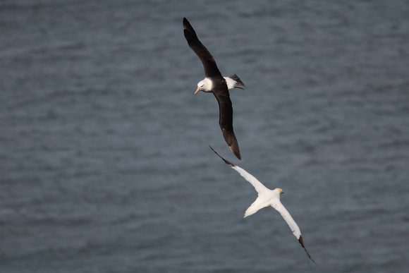 Black-browed Albatross 3 - Bempton - 110921