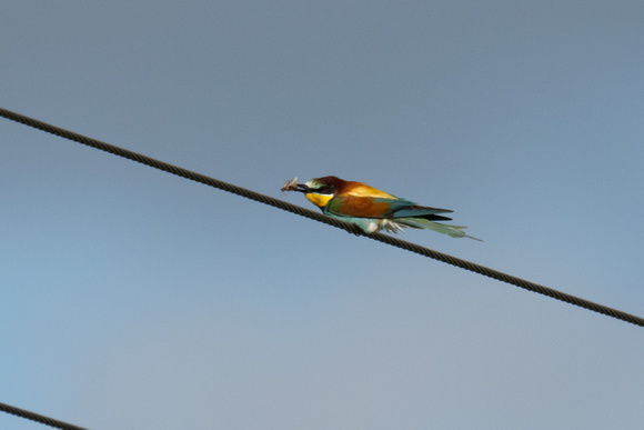 Bee-eater 2 - Trimingham 260622