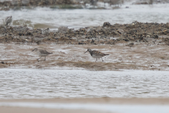 Great Knot 3 - Titchwell 170616