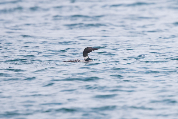 Great Northern Diver 2 - Scilly - Oct 18
