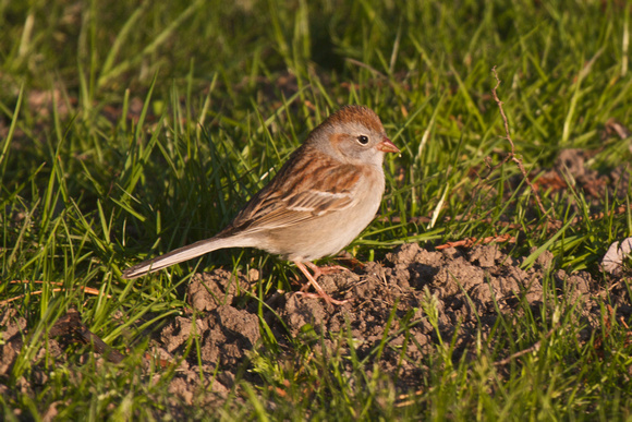 Field Sparrow - Long Point