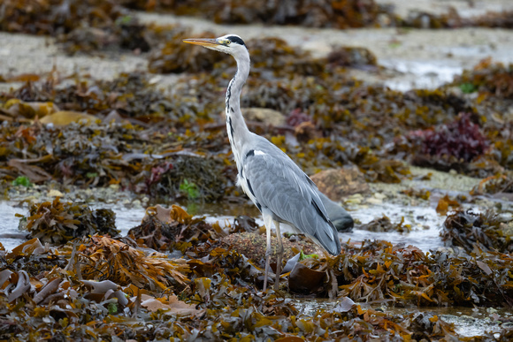 Grey Heron 2 - Scilly - 211023
