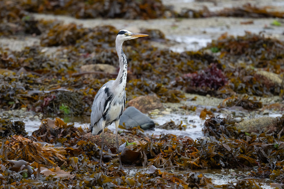 Grey Heron - Scilly - 211023