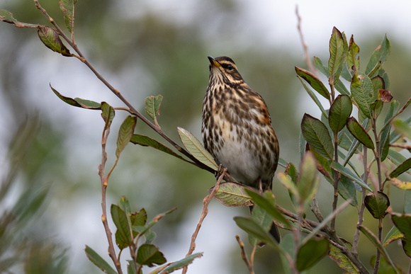 Redwing 3 - Scilly - 151023