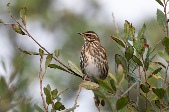Redwing - Scilly - 151023