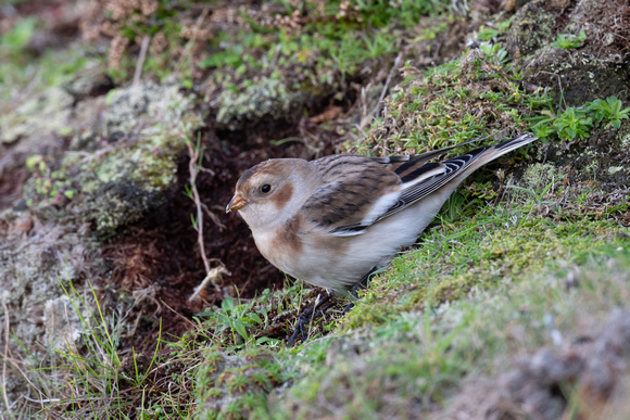 Snow Bunting 4 - Scilly - 141023