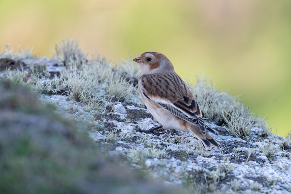 Snow Bunting 3 - Scilly - 141023