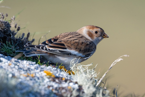 Snow Bunting 2 - Scilly - 141023