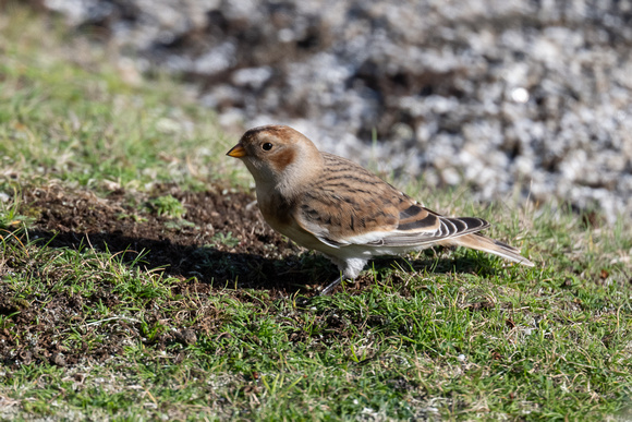 Snow Bunting - Scilly - 141023