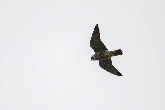 Peregrine 2 - Scilly - 161023