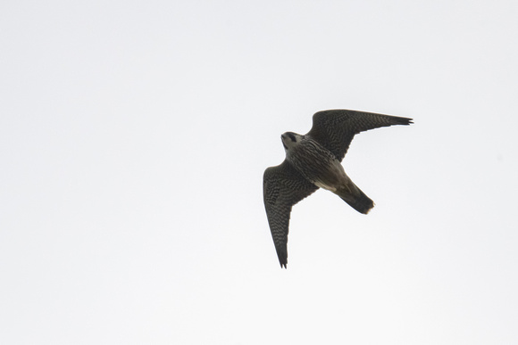 Peregrine - Scilly - 161023