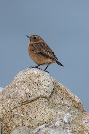 Stonechat 2 - Scilly - 201023