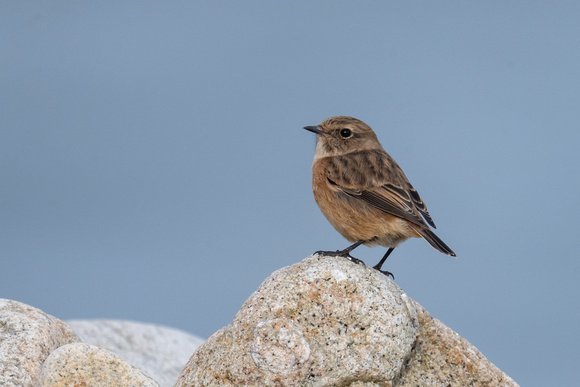 Stonechat - Scilly - 201023