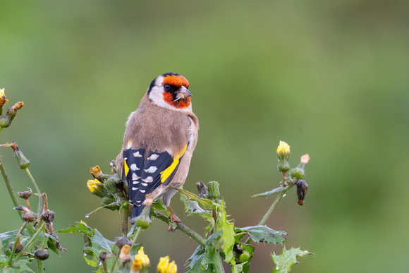 Goldfinch 3 - Scilly - 201023